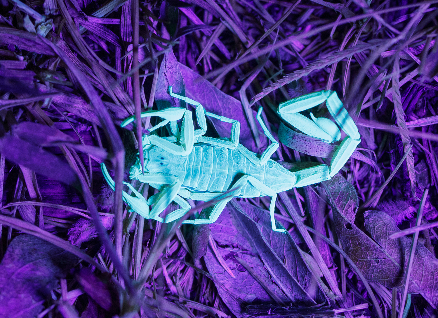 Arizona bark scorpion (<i>Centruroides sculpturatus</i>) under UV light.